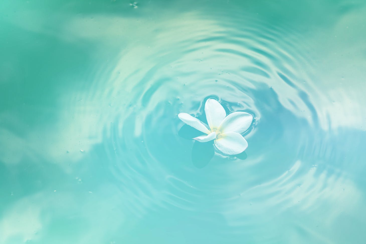 Photo de NEOSiAM 2024+: https://www.pexels.com/fr-fr/photo/fleur-de-plumeria-blanc-sur-l-eau-580871/